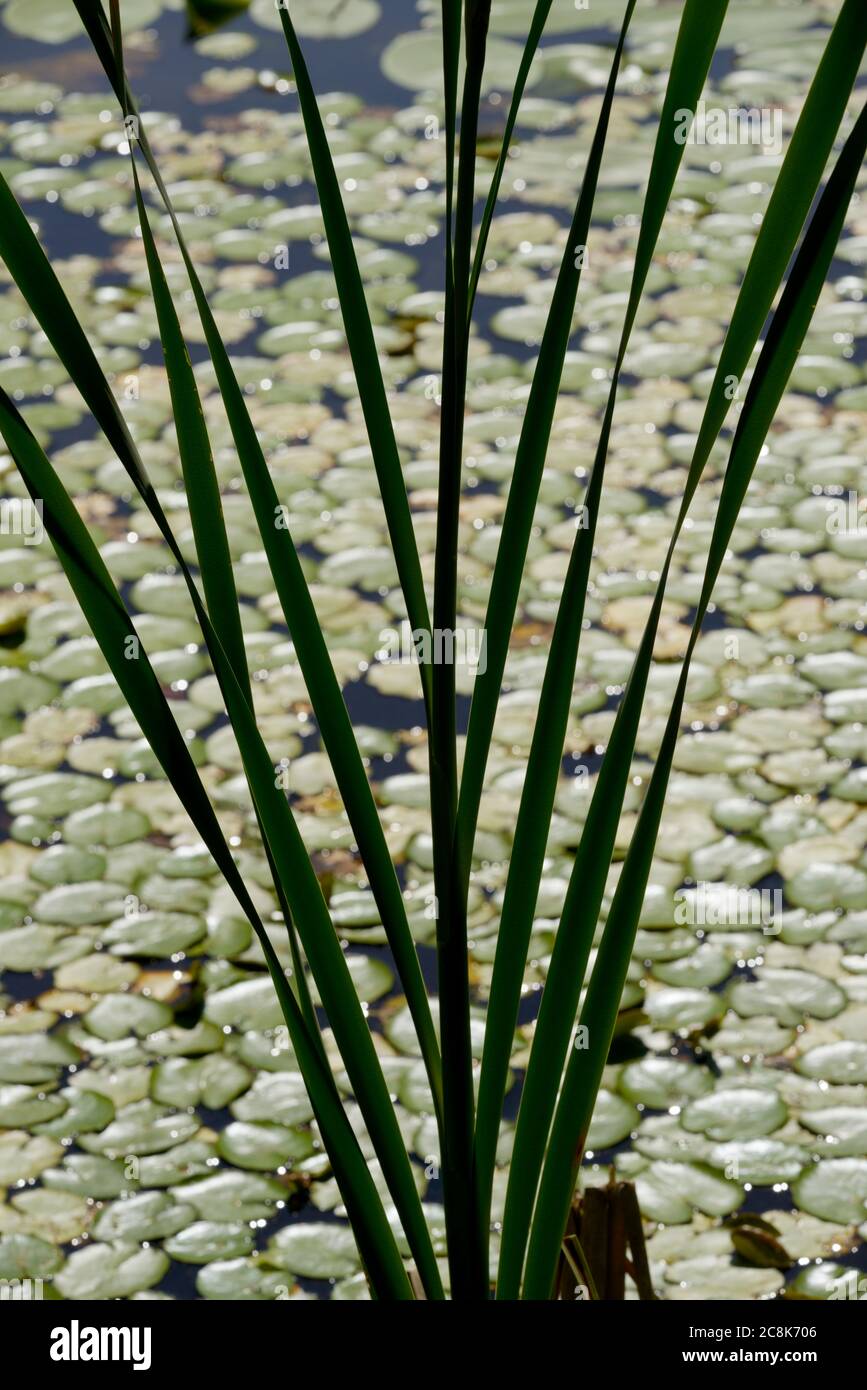 Bulrush, Typha latifolia Laub gegen Blätter von Nymphoides peltata, Fransenwasserlilie, Wales, UK. Stockfoto