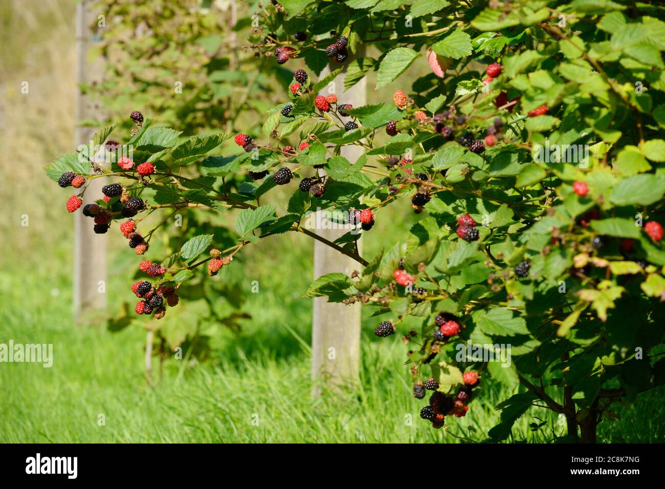 Rubus sp., kultivierte Blackberry-Pflanze, Wales, Großbritannien. Stockfoto