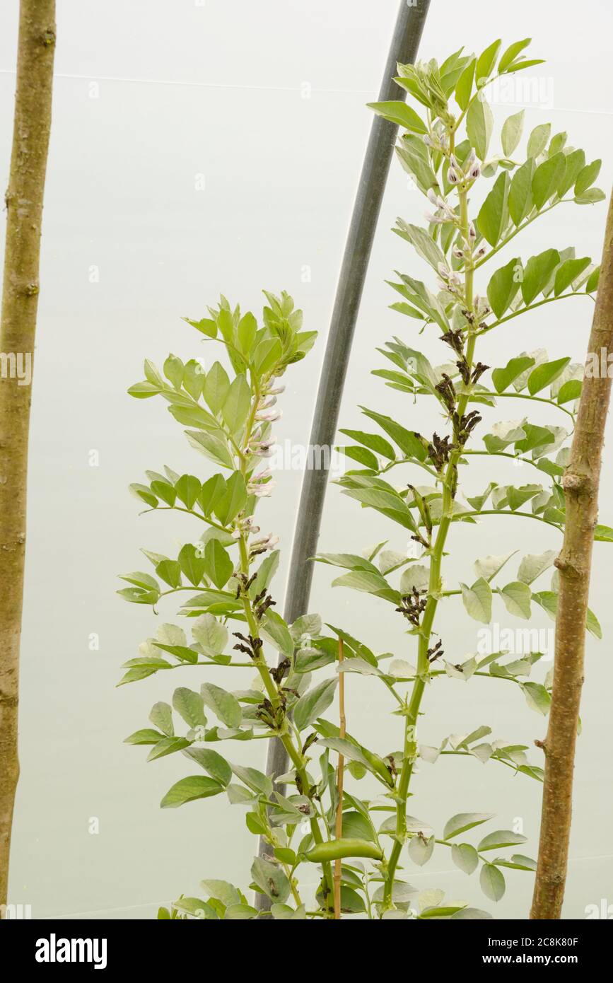Vicia faba, Broad Bean 'Witkiem' wächst in einem Polytunnel im Frühjahr, Wales, Großbritannien. Stockfoto