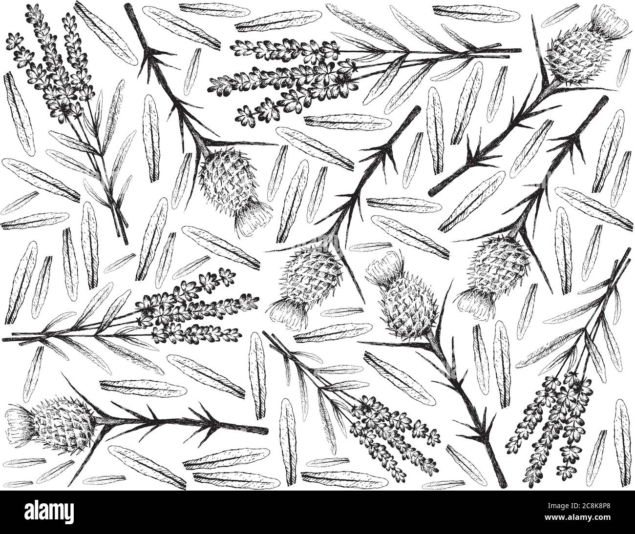 Kräuterblume und Pflanze, handgezeichnete Hintergrund der schönen lila Lavendel Blumen und Silybum Marianum, Cardus Marianus oder Milchdistel Pflanze Verwendung als Stock Vektor