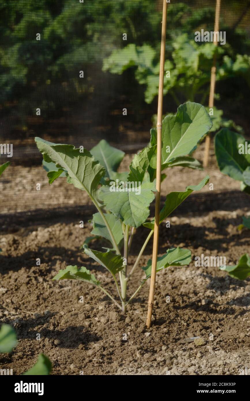 Brassica oleracea var. italica 'Purple Sprouting', früher Purple Sprossen Broccoli, geschützt durch insektenfestes Netz, Wales, UK. Stockfoto