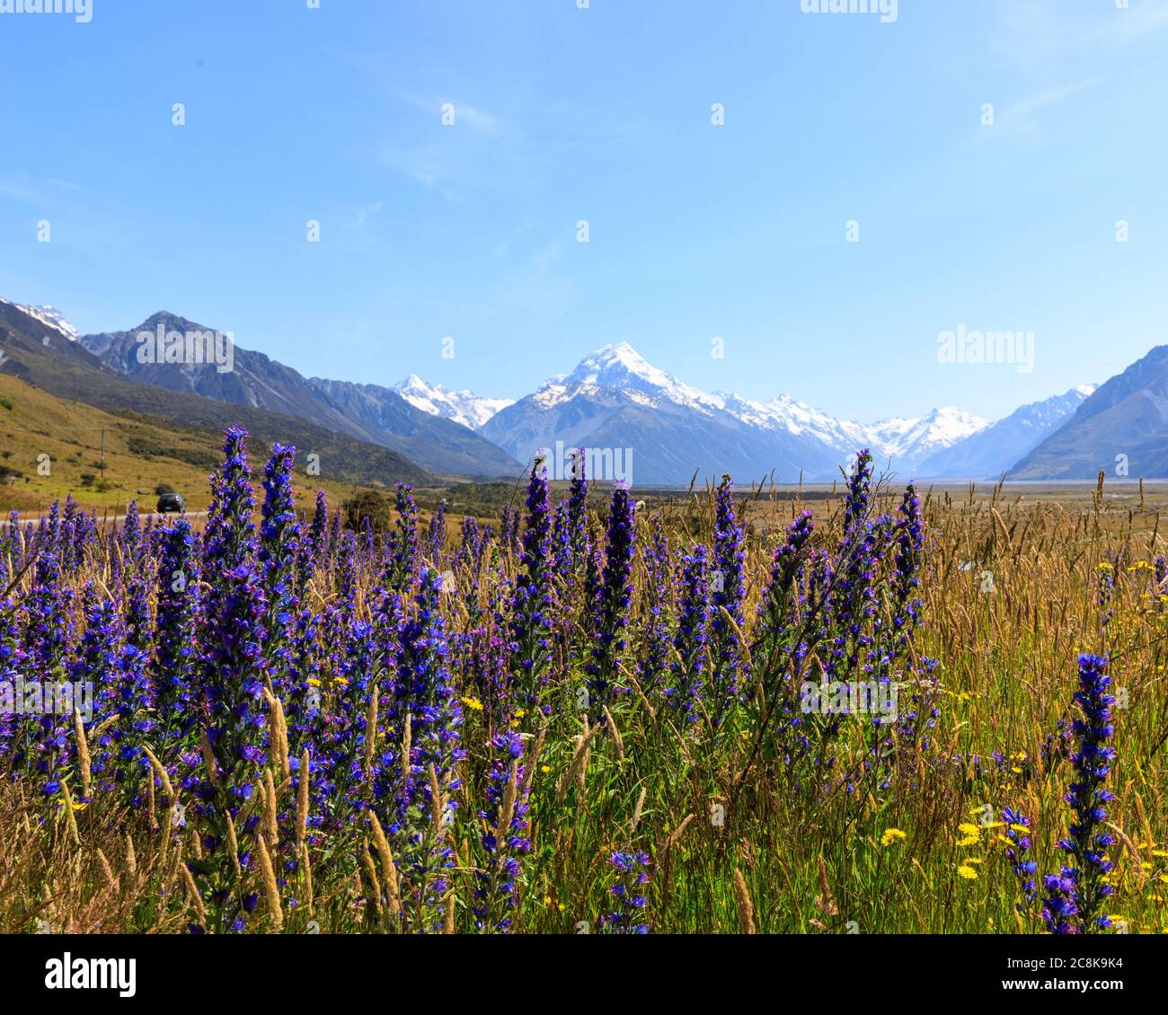 Wildblumen wachsen im Tasman Valley mit Mt Cook im Hintergrund Stockfoto