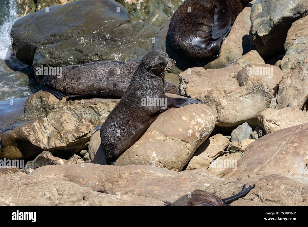 Eine junge Robbe erwärmt sich auf den Felsen unterhalb des Ohau Point auf der Südinsel Neuseelands. Stockfoto