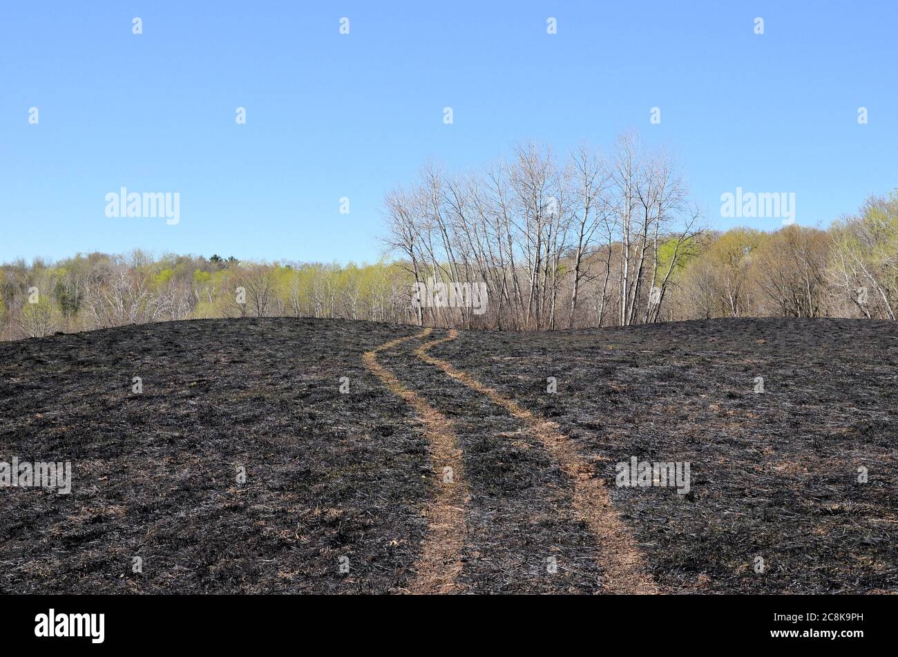 Reifenspuren durchqueren vom Feuer geschwärztes Grasland und winden sich zu einer weit entfernten Baumreihe. Stockfoto