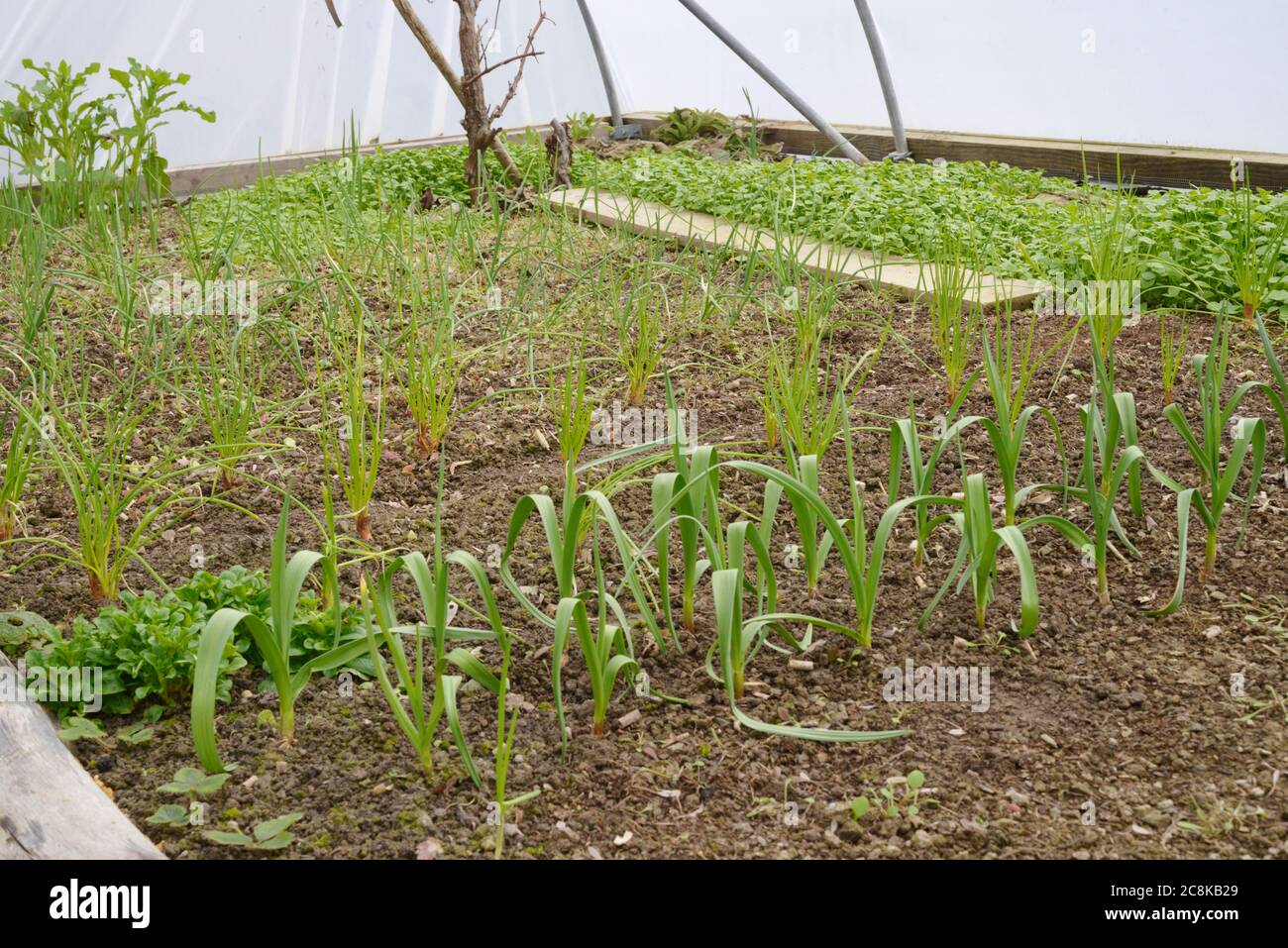 Knoblauch, 'Mersley Wight', Schalotte, 'Jermor' und Winterzwiebel 'Radar' überwintern in einem Polytunnel, Wales, Großbritannien Stockfoto