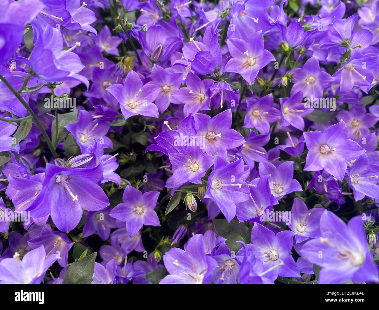 Draufsicht Nahaufnahme auf isoalted Teppich aus blau lila Blüten (camapnula portenschlagiana) für natürliche florale Hintergründe Stockfoto