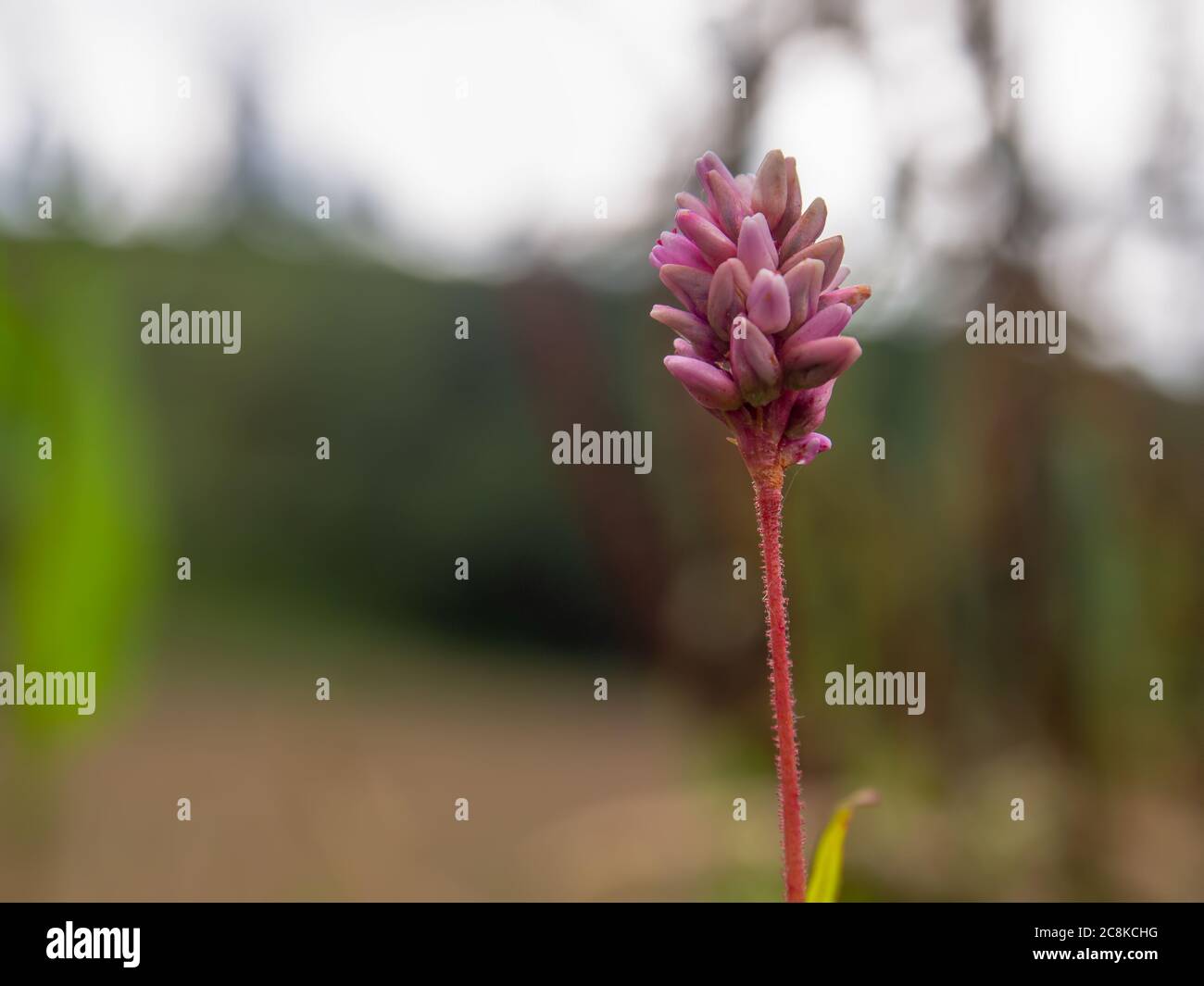 Makrofotografie einer kleinen rosa Smartweed Blume. Gefangen in den zentralen Andenbergen Kolumbiens Stockfoto