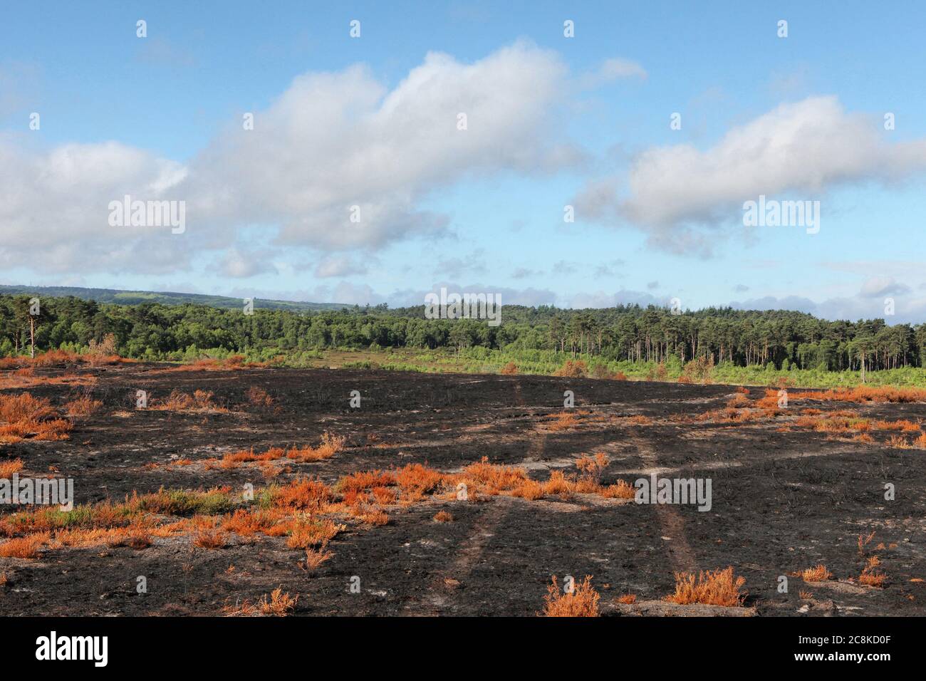Die Nachwirkungen des Waldbrands Thursley Common, der im Juni 2020 150 Hektar geschütztes Heideland in Surrey, Großbritannien, verbrannte. Stockfoto