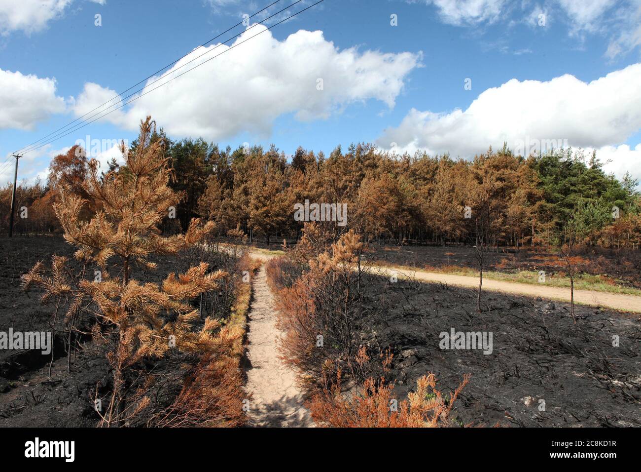Die Nachwirkungen des Waldbrands Thursley Common, der im Juni 2020 150 Hektar geschütztes Heideland in Surrey, Großbritannien, verbrannte. Stockfoto