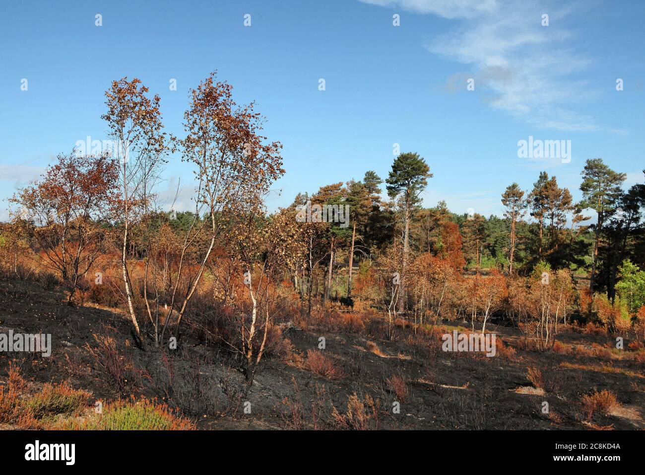 Die Nachwirkungen des Waldbrands Thursley Common, der im Juni 2020 150 Hektar geschütztes Heideland in Surrey, Großbritannien, verbrannte. Stockfoto