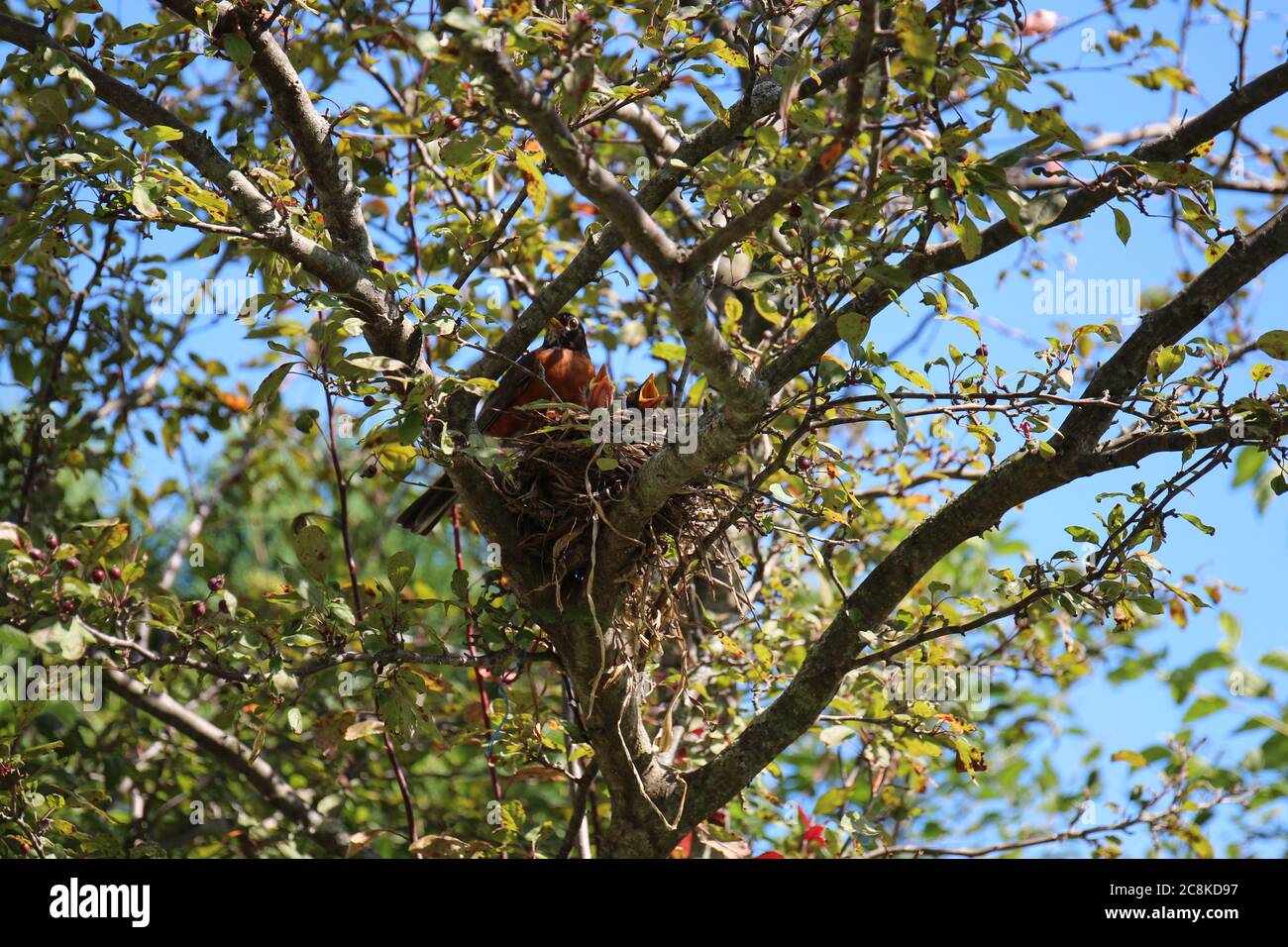 Ein männlicher amerikanischer Robin, der im Sommer in Trevor, Wisconsin, USA, zwei Babyrobben in einem Nest in einem Crabapple Baum beobachtet Stockfoto