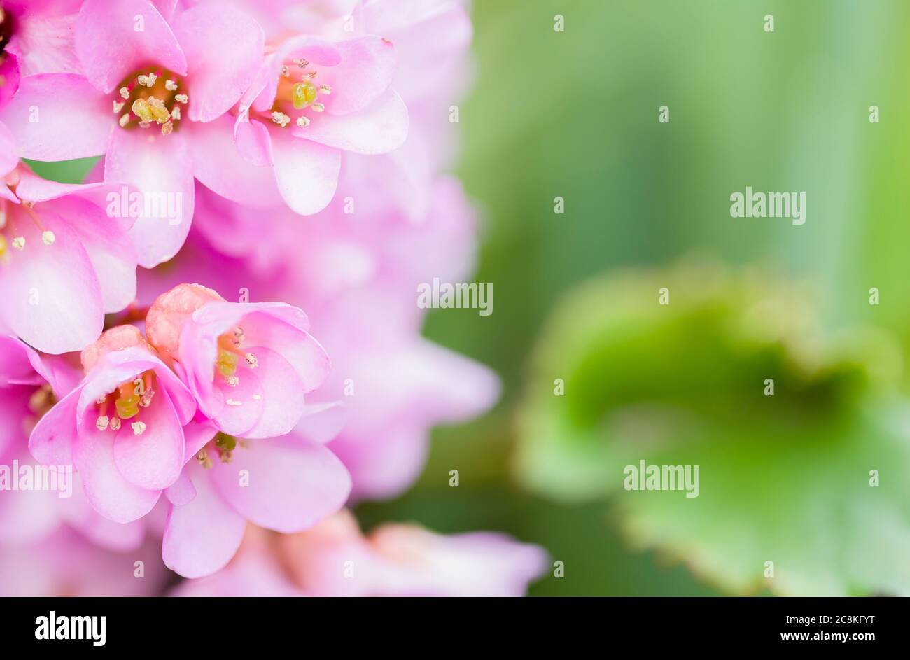 Bergenia cordifolia purpurea, Pigqueak oder Elefanten Ohren Pflanze und Blumen Nahaufnahme, UK Stockfoto