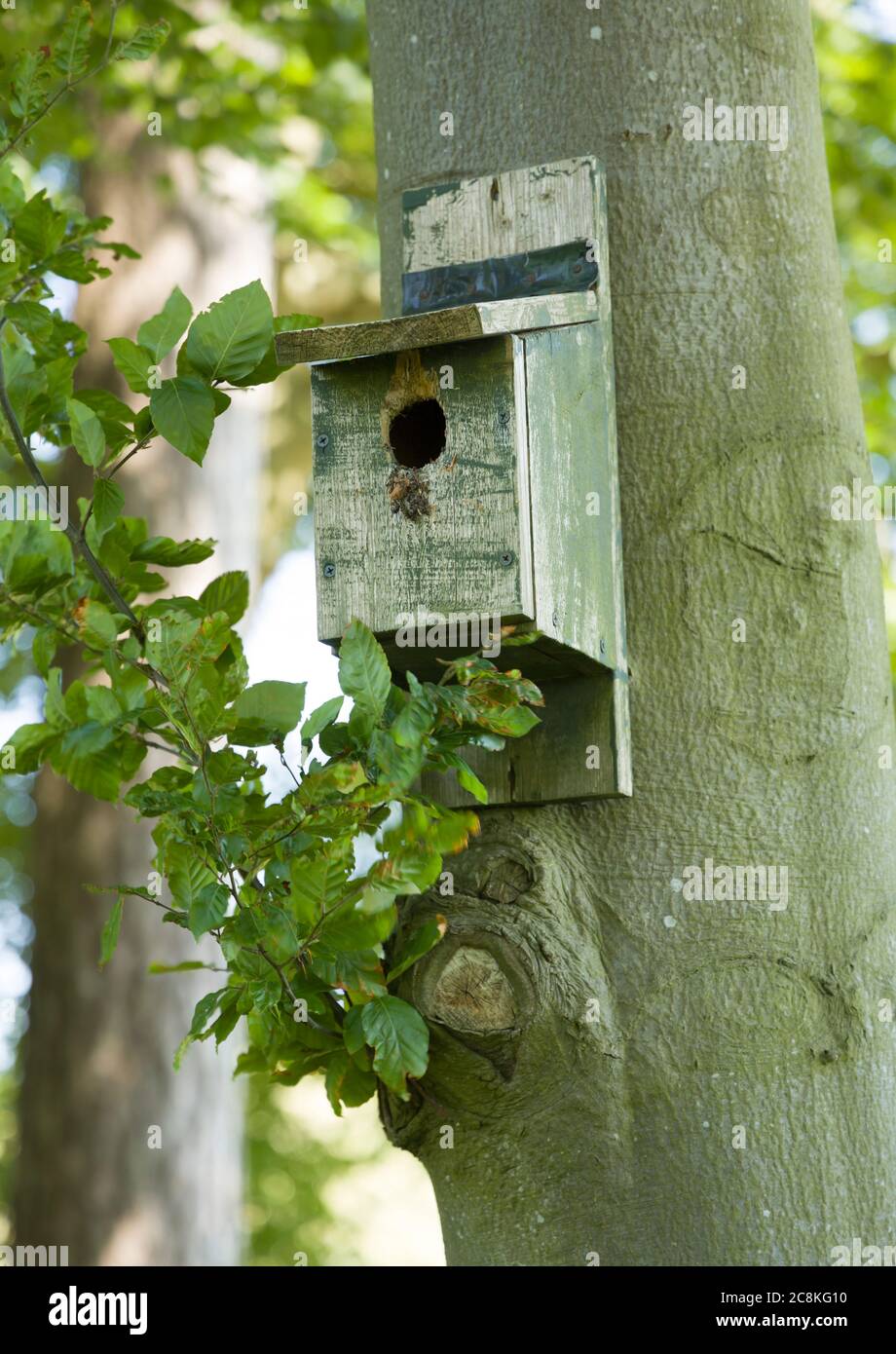 Vogelkiste aus Holz, Nistkasten oder Nistkasten, der an einem Baumstamm hängt, Großbritannien Stockfoto