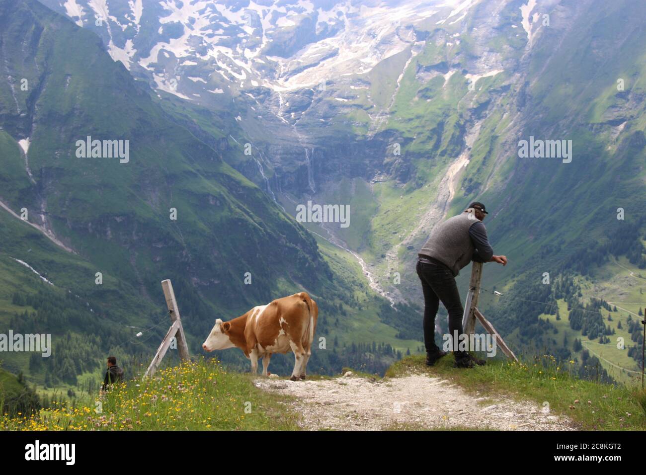 Neben der Großglockner Hochalpenstraße. Ein Bauer und seine Kuh zeigen einander ihre Hinterseiten. Österreich, Europa. Stockfoto