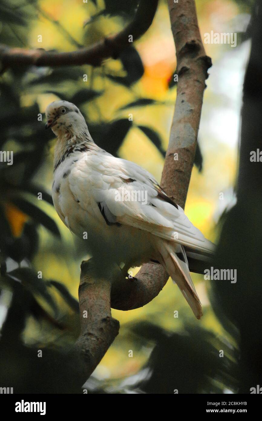 Vogel Am Baum Taube Oder Columbidae Klasse Aves In Bangladesch Stockfotografie Alamy