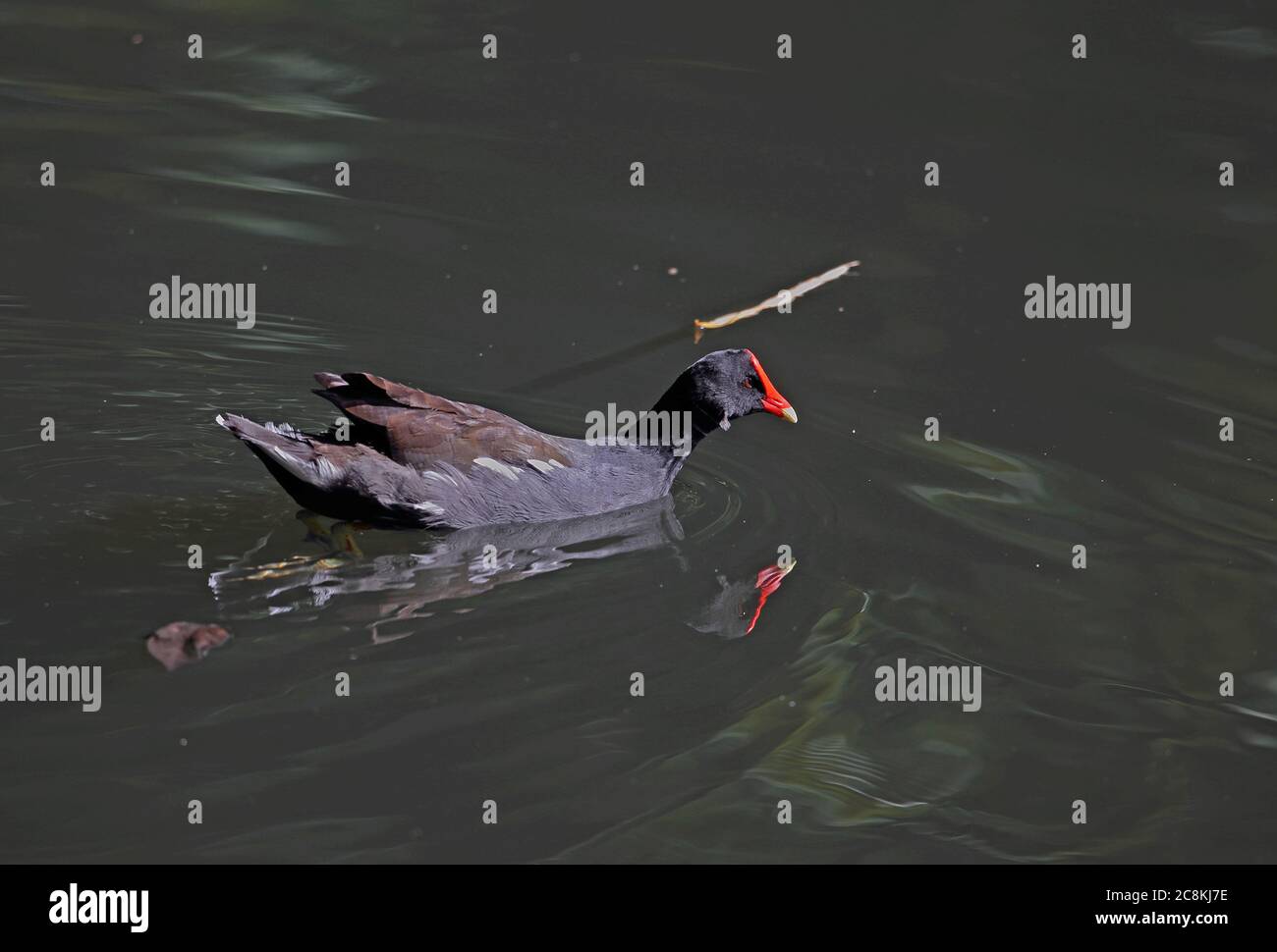 Gemeinsame Gallinule (Gallinula galeata) Erwachsene Schwimmen in Bach mit Reflexion Botanischer Garten, Santo Domingo, Dominikanische Republik J Stockfoto