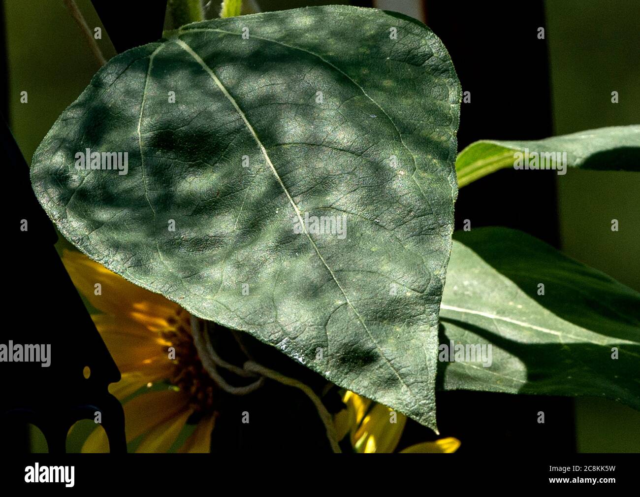 Meliertes Licht auf einem Sonnenblumenblatt. Stockfoto