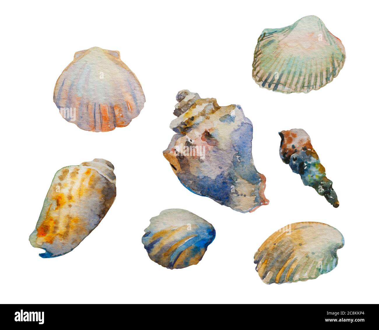 Aquarell-Darstellung von Muscheln des Mittelmeers und des Schwarzen Meeres: rapana-Muschel, Jakobsmuschel, Conus magus, Scapharca und Cerithium vulgatum Stockfoto