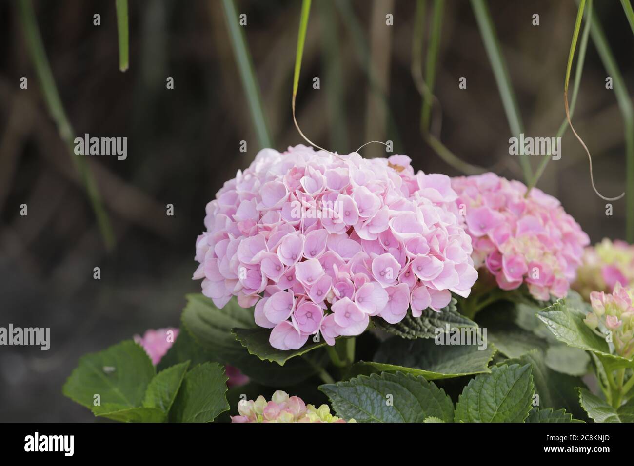 Rosa Blüten des Hortensienbusches Stockfoto