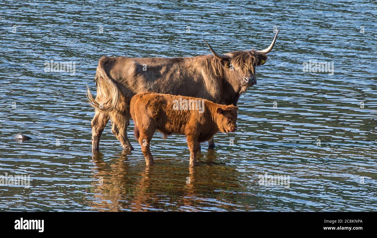Loch Achray, Loch Lomond und Trossachs National Park, Schottland, Großbritannien. 18. Juni 2020. Im Bild: Highland Cows Tauchen Sie im kühlen loch in der Abendsonne am Ufer des Loch Achray ein, der von einem Teil der Heart 200 Route umgeben ist. Heute hat es Temperaturen in der Mitte der zwanziger Jahre gesehen, mit flüsterigen mittleren bis hohen Wolken und blauen Himmel. Quelle: Colin Fisher/Alamy Live News. Stockfoto