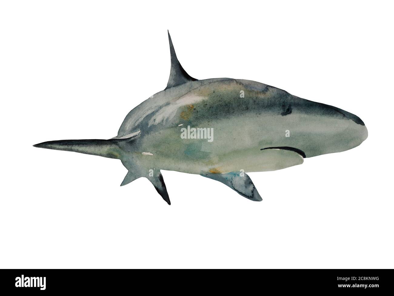 Aquarell Haifisch Illustration, Vorderansicht mit Drehung. Original handgemalte Kunst isoliert auf weißem Hintergrund Stockfoto