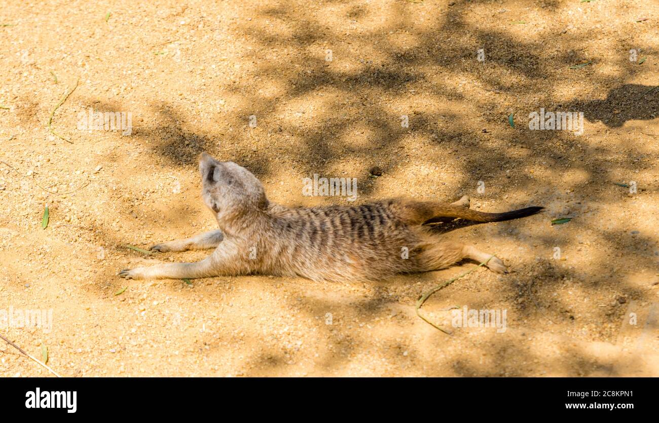 Junge Erdmännchen isoliert Stockfoto