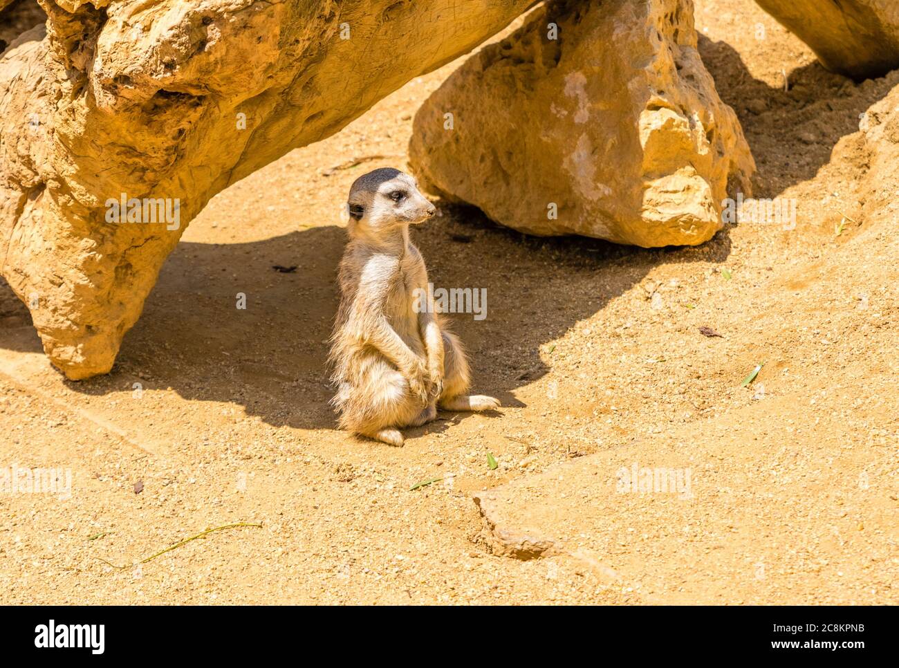 Junge Erdmännchen isoliert Stockfoto