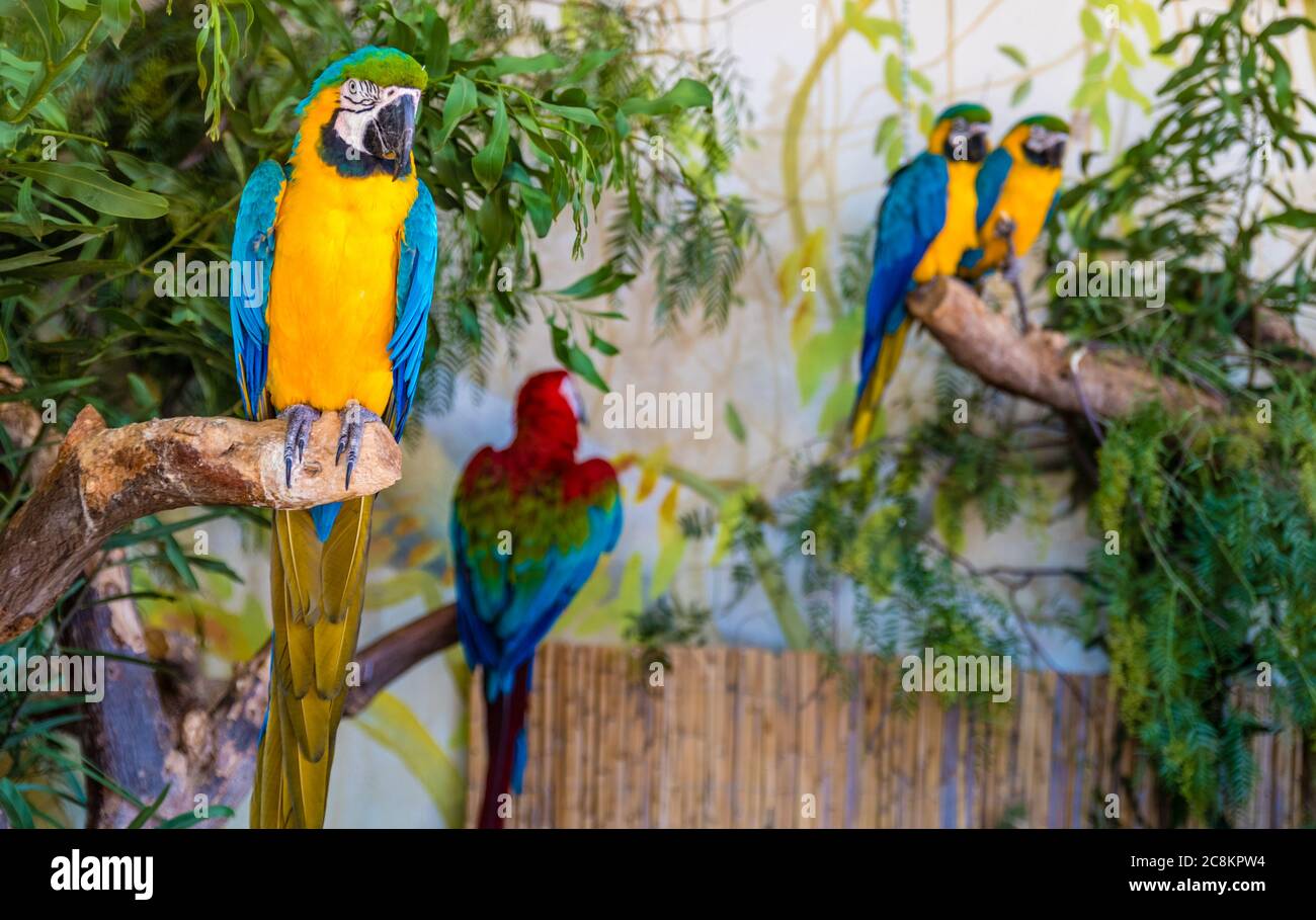 Schöne Papageien am Ast des Baumes im Naturlebensraum. Grüner Lebensraum Stockfoto