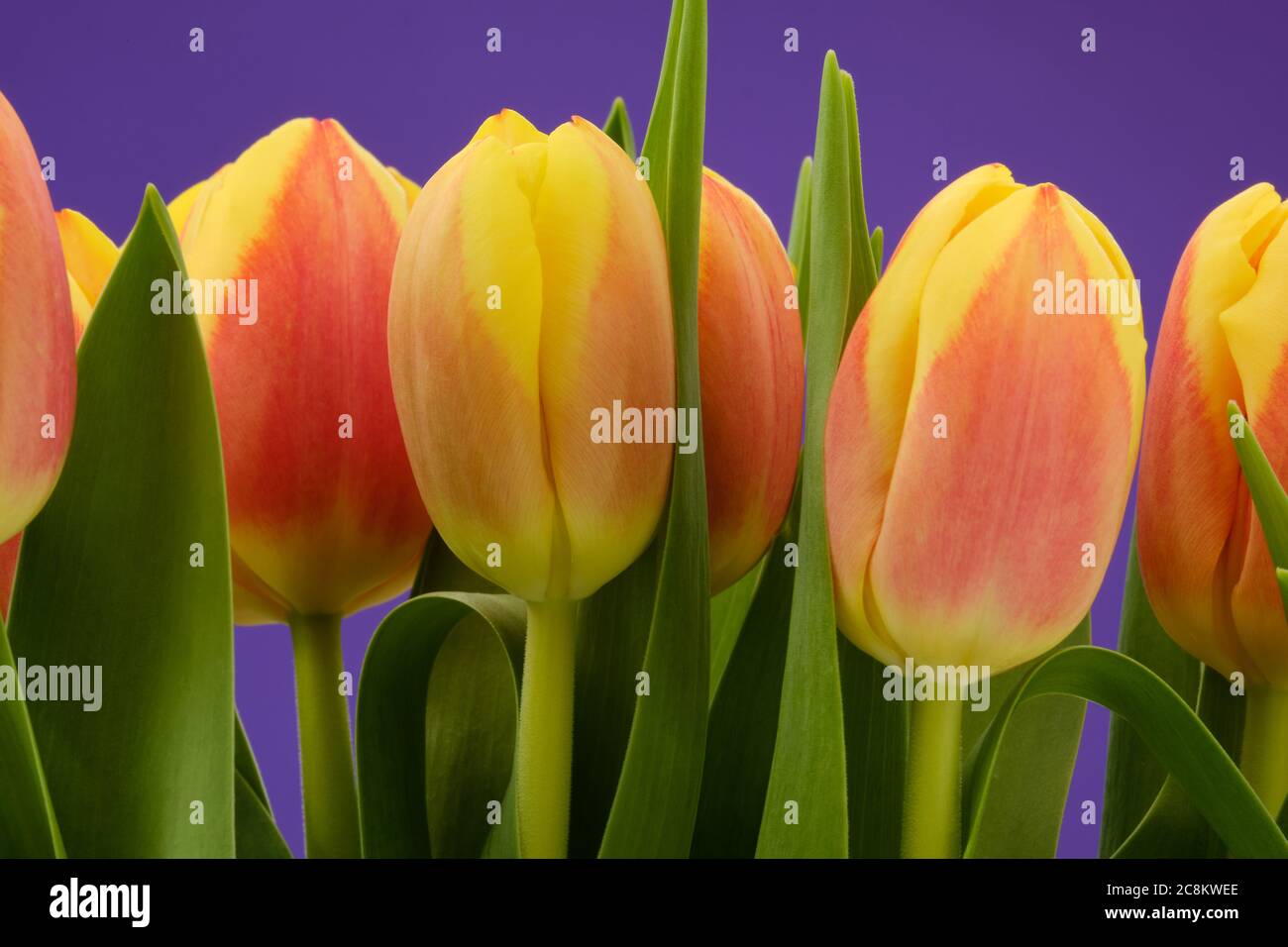 Tulpen Stockfoto