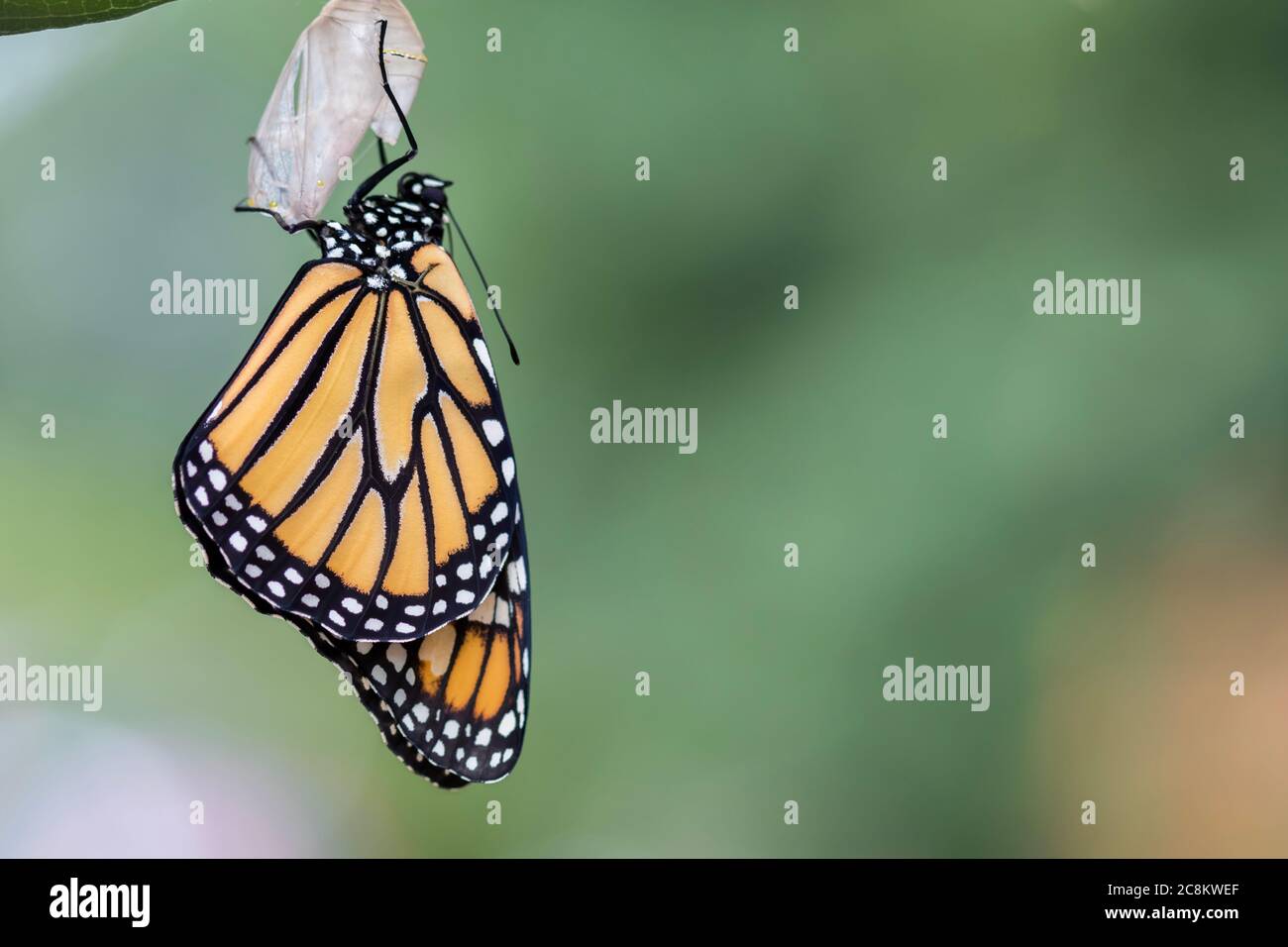 Monarch Butterfly, Danaus plexippuson, trocknende Flügel auf Chrysalis Nahaufnahme hellen Hintergrund Stockfoto