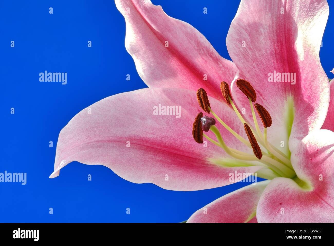 Stargazer Lilie (Lilium Orientalis) Stockfoto