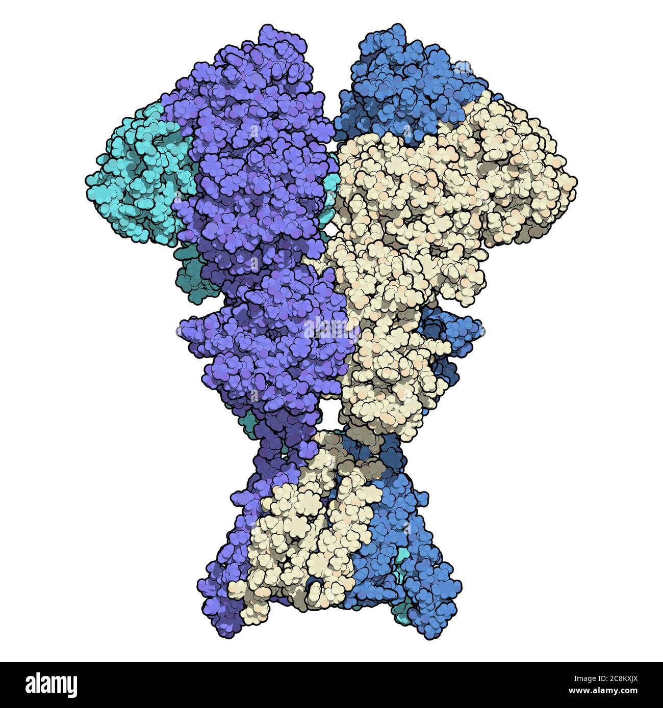 NMDA-Rezeptor (ionotroper Glutamat-Rezeptor). Struktur des menschlichen NMDAR, bestimmt durch Cryo-EM. Tetrameric Complex bestehend aus 2 NMDA 2A und 2 NMD Stockfoto