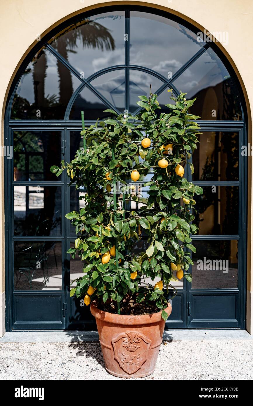 Zitronenbaum in einem Topf, mit gelben Früchten auf dem Laub und den  Zweigen Stockfotografie - Alamy