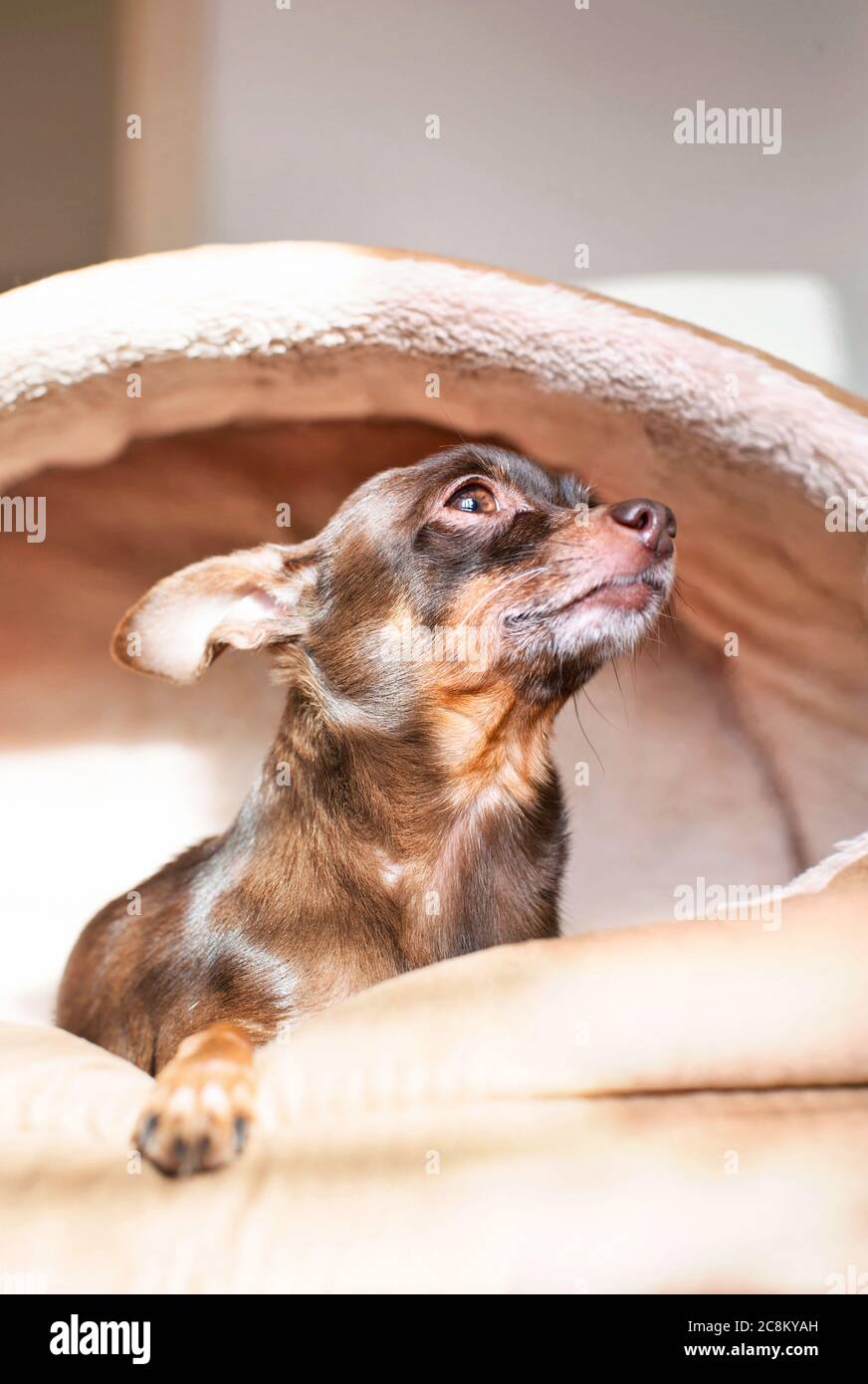 Hingabe des Hundes. Portrait von braunem Spielzeug-Terrier, der in einem Tierhaus in Schwüle sitzt. Nahaufnahme in Innenräumen. Stockfoto