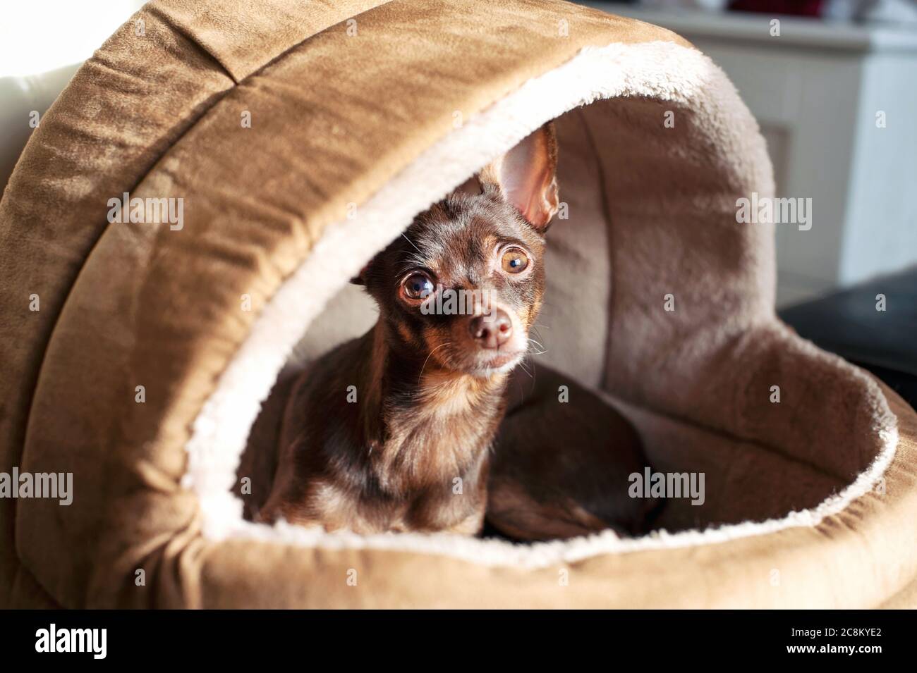 Regardiante Augen eines kleinen braunen Toy-Terrier-Hundes im Tierheim. In Innenräumen. Stockfoto