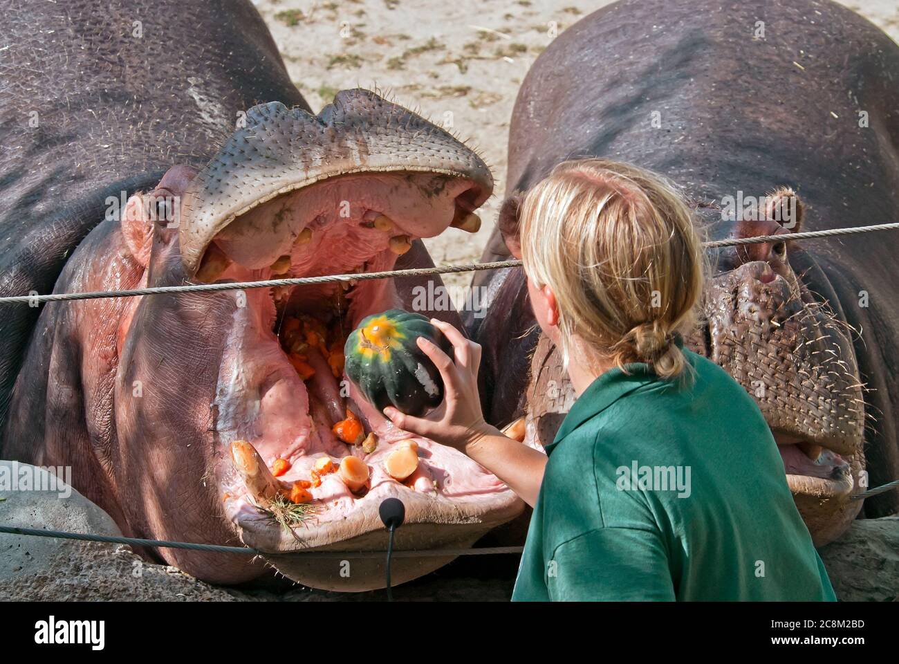 Füttern des Nilpferdes im Zoo Stockfoto