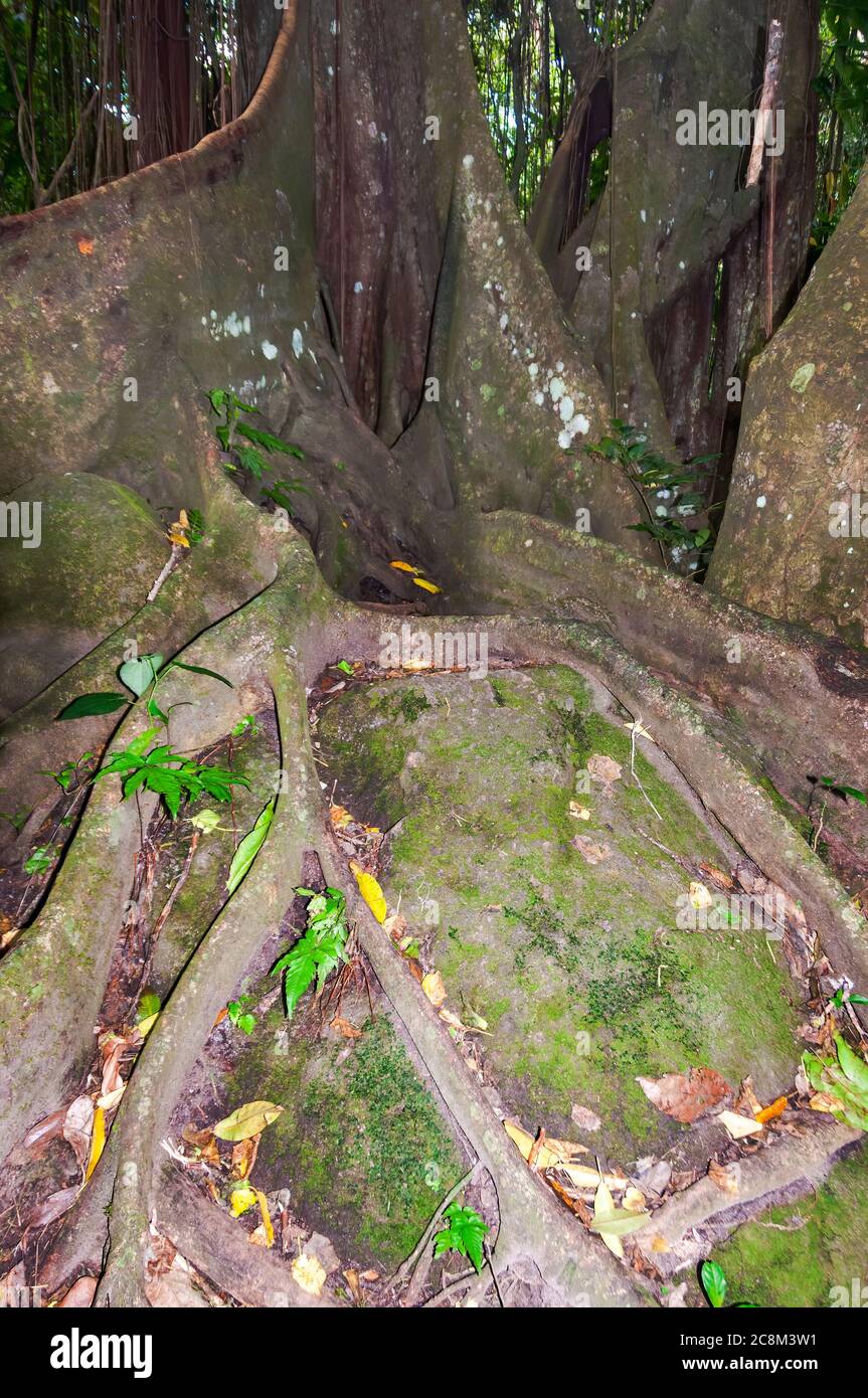 Nahaufnahme der Wurzeln eines Ceiba-Baumes oder Kapok-Baumes, dem Maya-Symbol des Universums. St. Kitts. Stockfoto