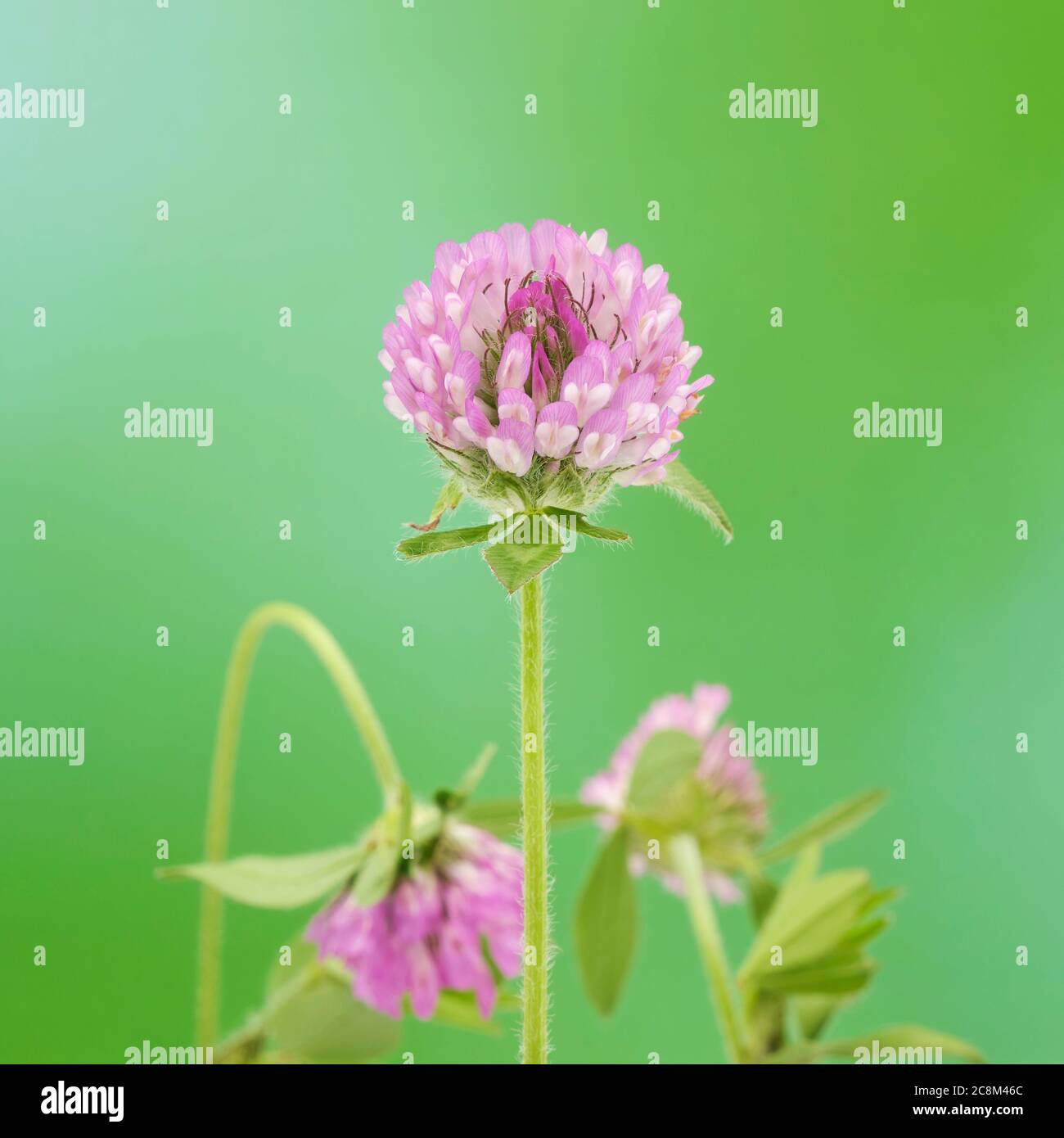 Rotklee, Trifolium pratense, Nahaufnahme auf einem unschärfem grünen Hintergrund. Stockfoto