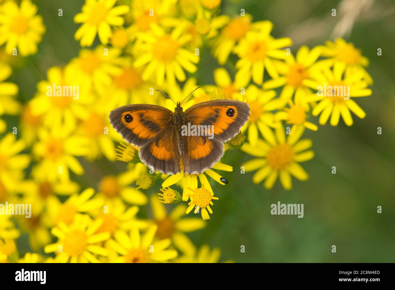 Torwächter oder Heckenbrauner Schmetterling (Pyronia tithonus) nectaring auf Ragwürze. Stockfoto