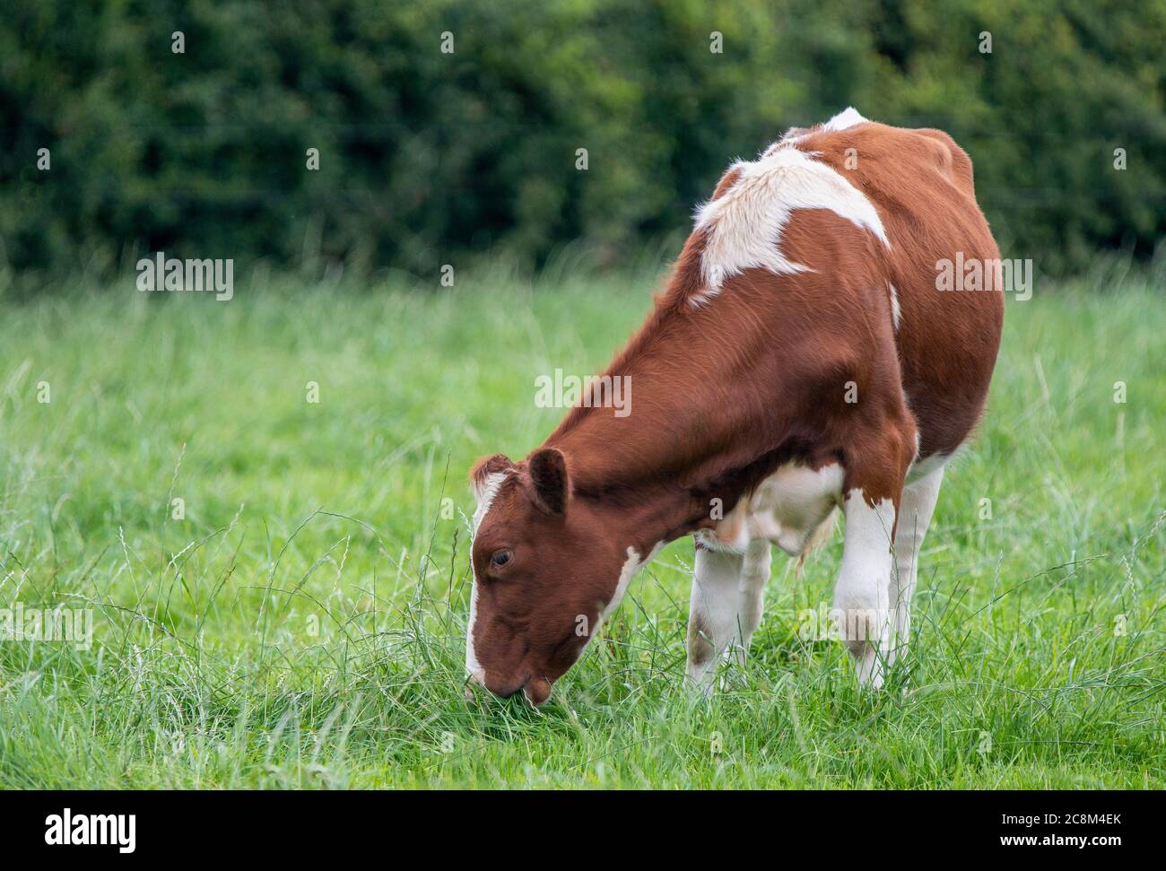 Nahaufnahme einer braunen und weißen Kuh auf einem Feld Stockfoto