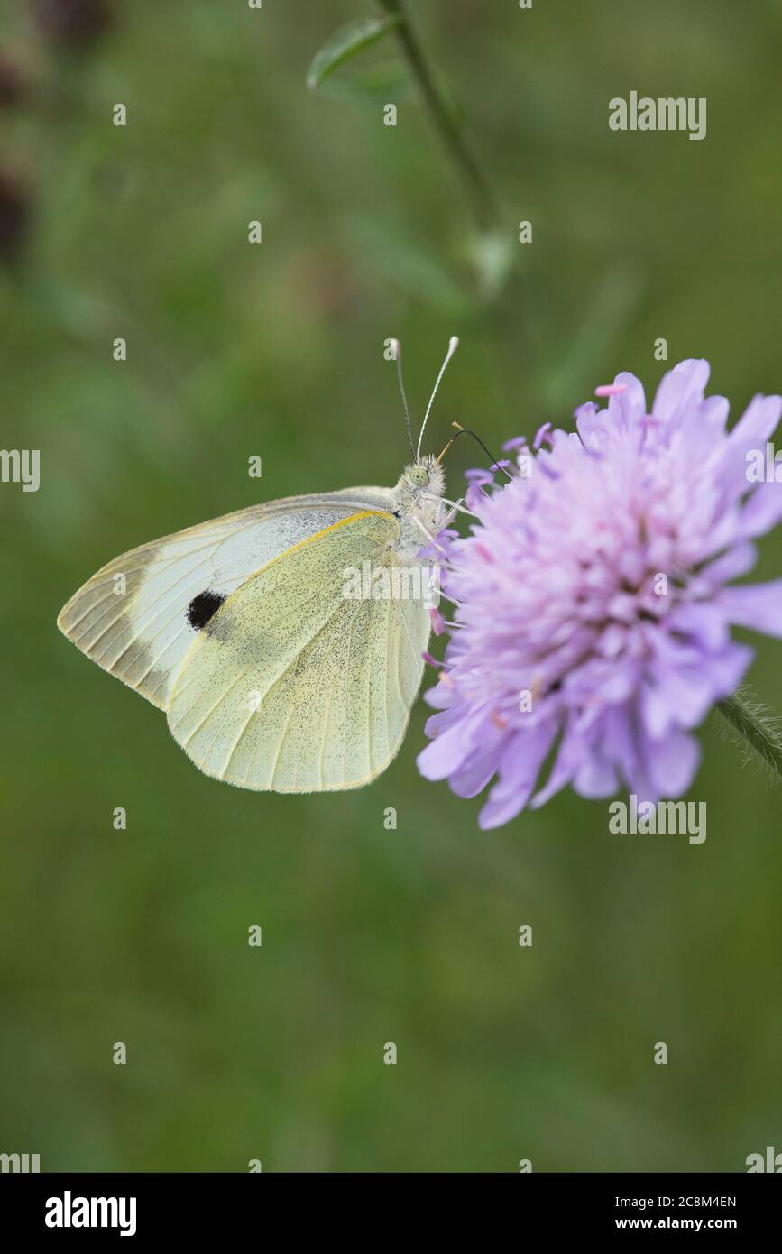 Großer weißer Schmetterling (Pieris brassicae), auch bekannt als der Weißkohl Stockfoto