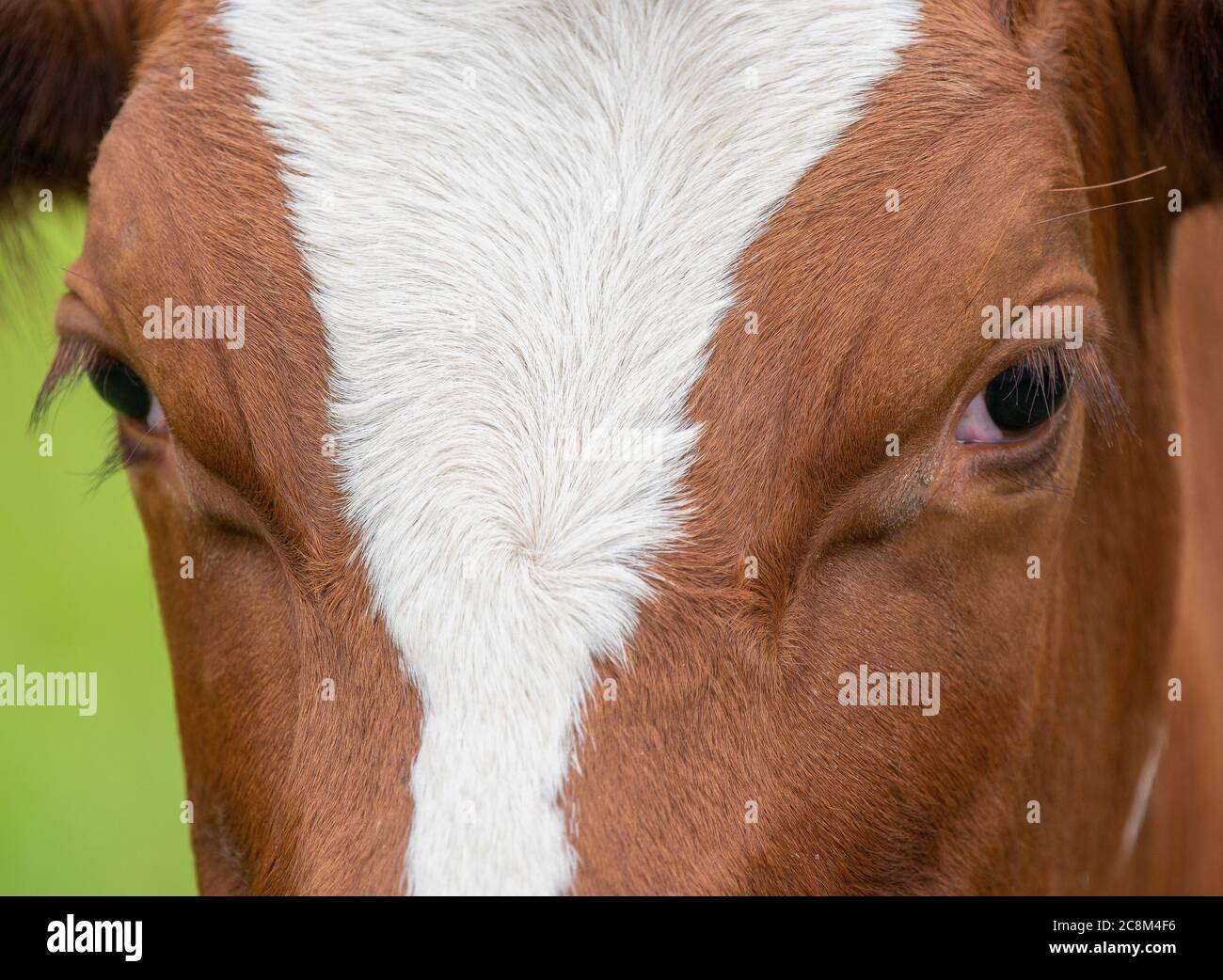 Nahaufnahme einer braunen und weißen Kuh auf einem Feld Stockfoto