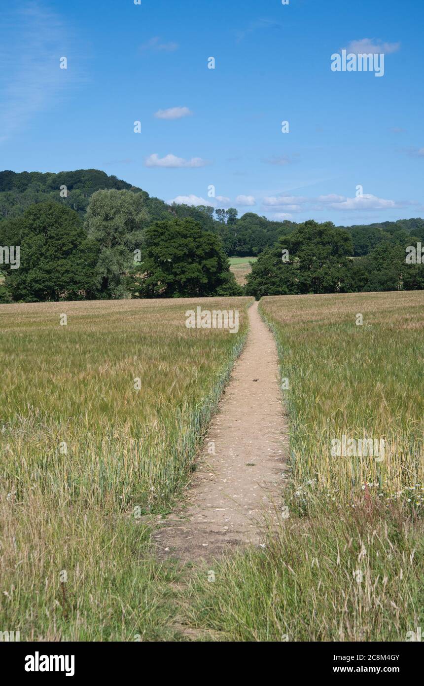 Ein öffentlicher Fußweg durch ein Weizenfeld im Hampshire Hanger Land, Greatham, Hampshire, Großbritannien Stockfoto