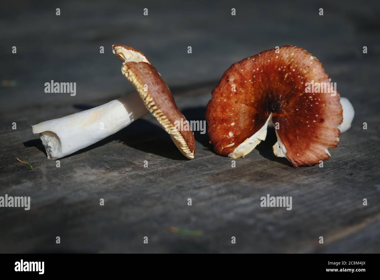 Täubling auf dem Hintergrund eines alten Holztisches Nahaufnahme. Stockfoto