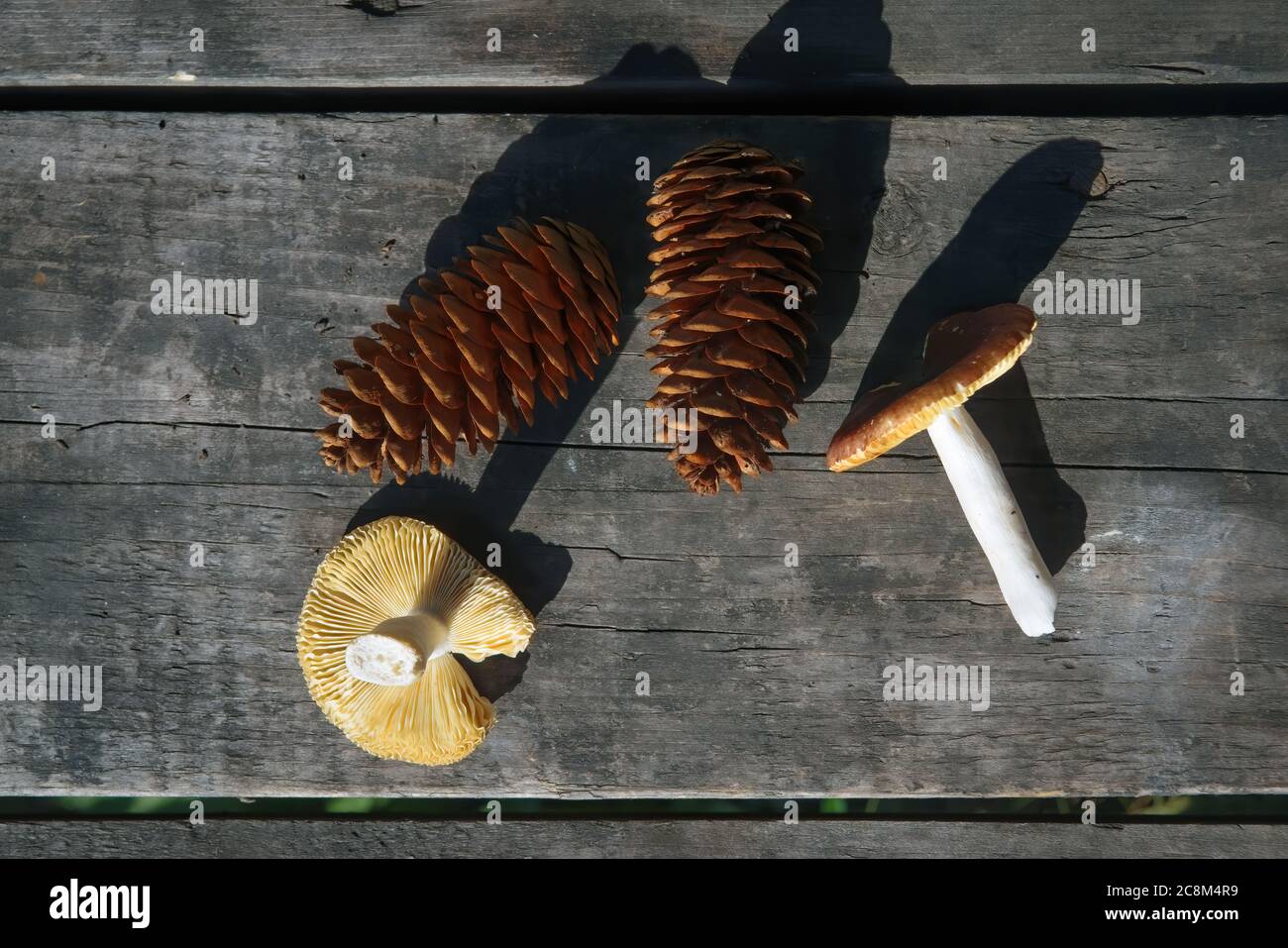Rotaugen-Pilze und trockene Tannenzapfen auf dem Hintergrund eines alten Holztisches aus der Nähe. Stockfoto