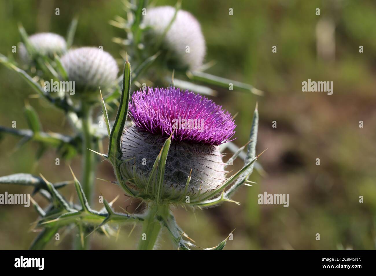 Thistle Blume im Feld im Sommer. Stockfoto