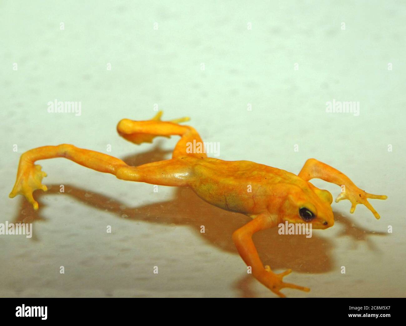 Gelber Frosch schwimmt Stockfoto