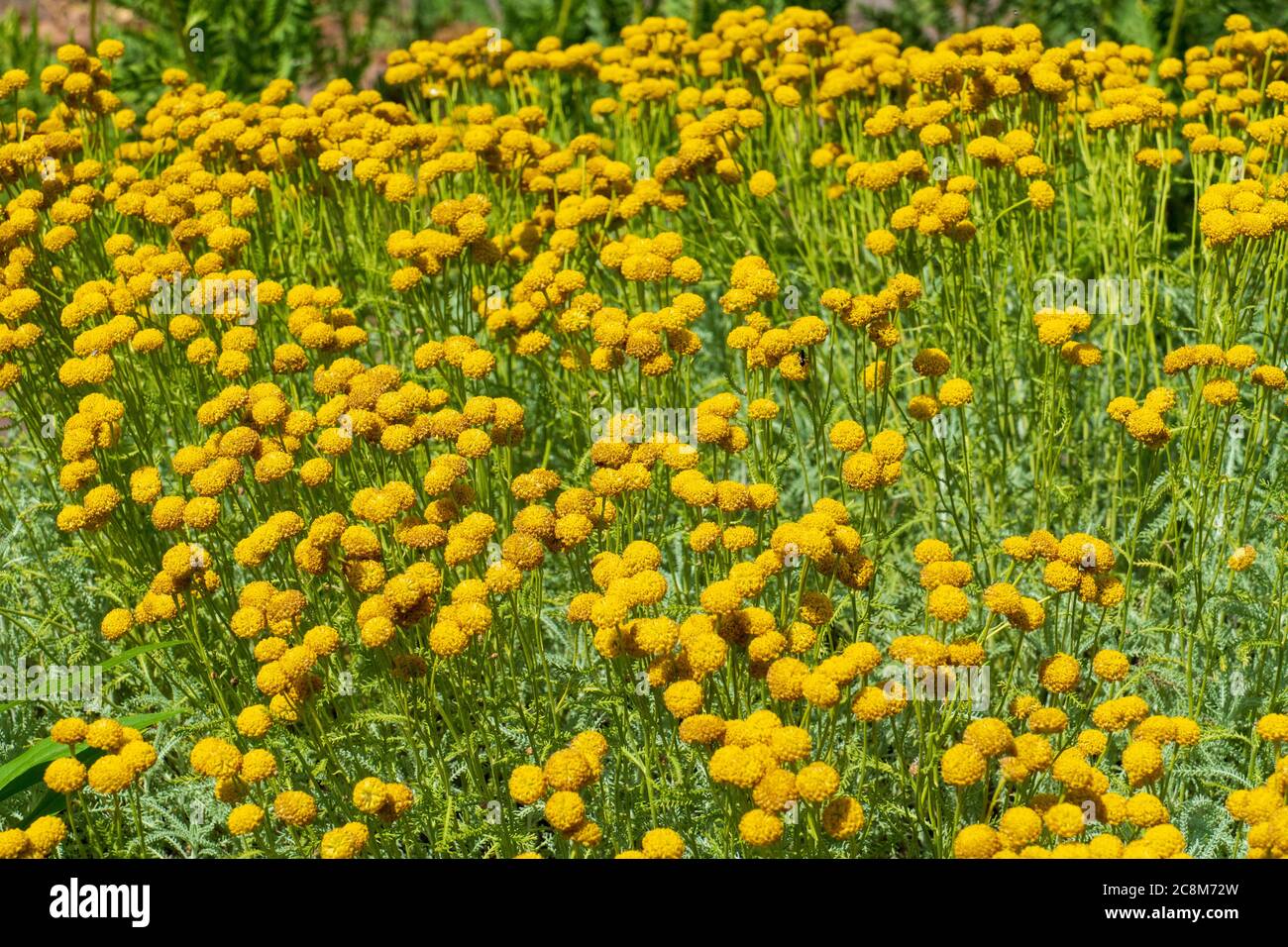 Trommelstöcke Craspedia Blüten in einem Blumenbeet Stockfoto