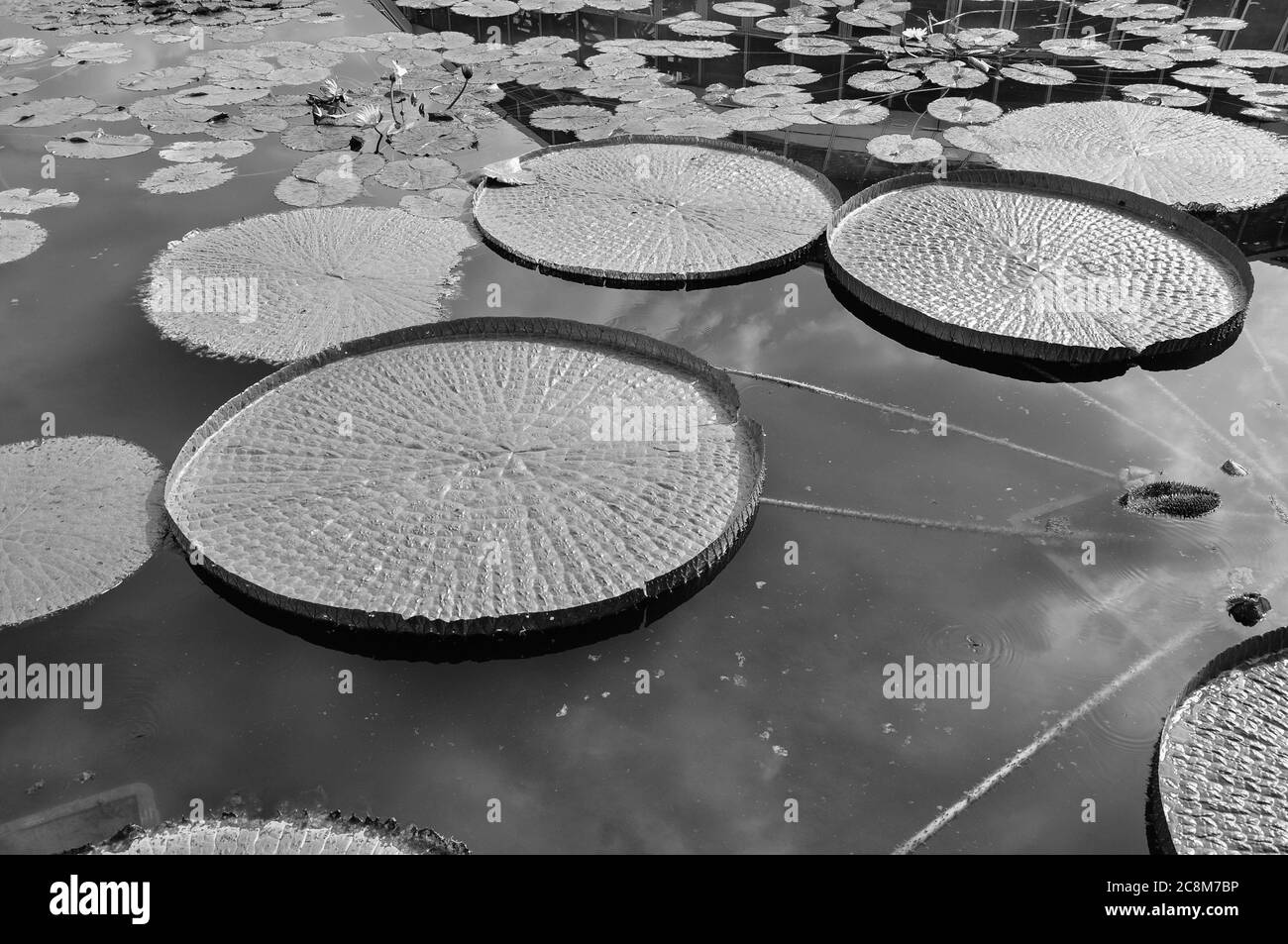 Botanischer Garten Von Kyoto Stockfoto