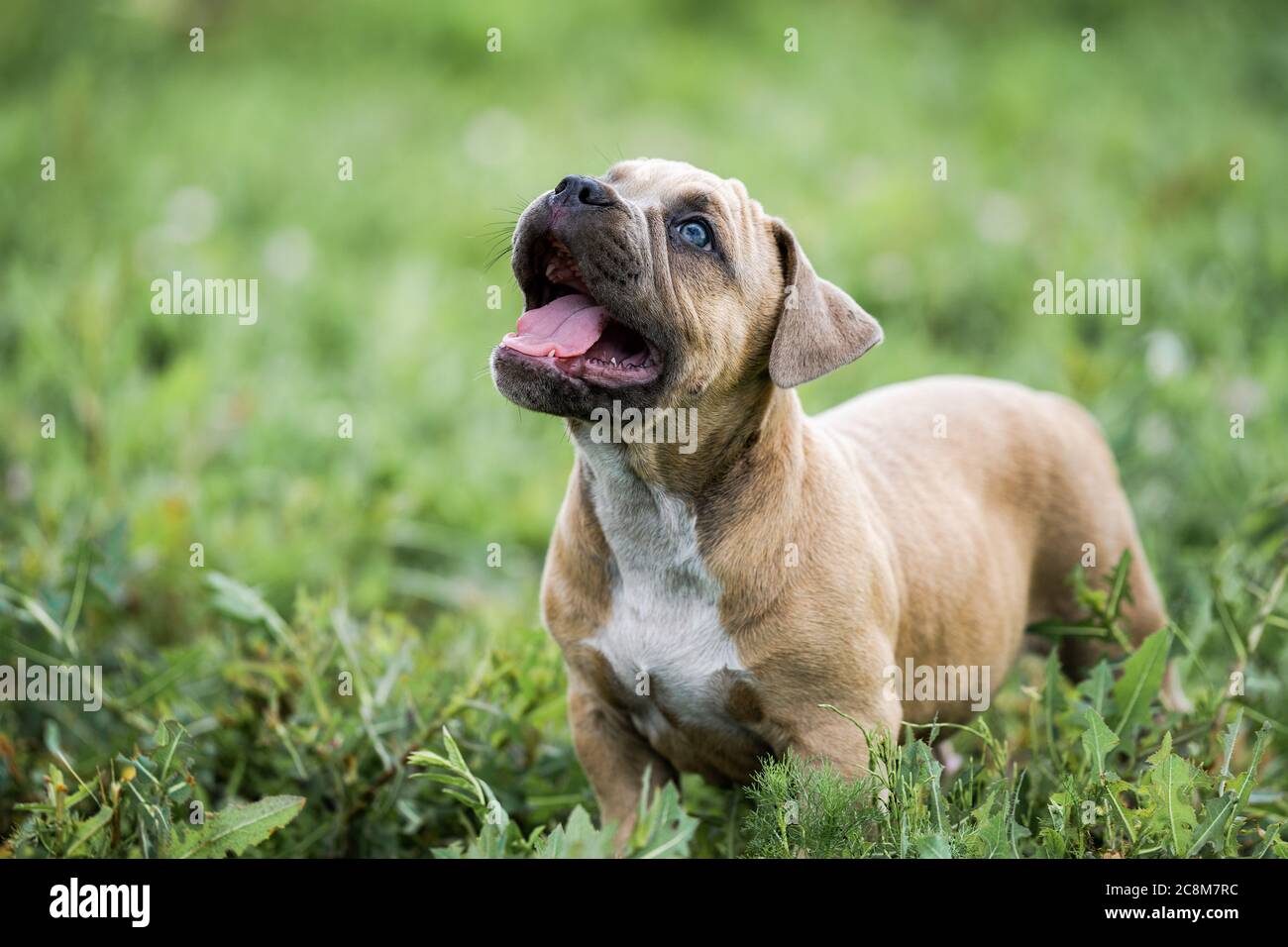 Portrat Der Amerikanischen Bulldogge Stockfotos Und Bilder Kaufen Alamy